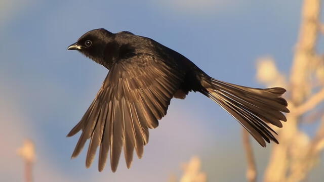 El drongo de cola ahorquillada mide en promedio de 20 a 25 centímetros de largo y vive en el África subsahariana. Foto: IStock El drongo de cola ahorquillada mide en promedio de 20 a 25 centímetros de largo y vive en el África subsahariana. Foto: IStock