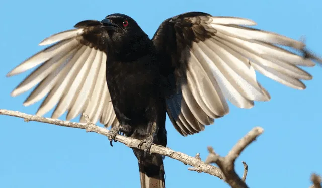 El drongo suele posarse en las ramas altas de los árboles para observar a otros animales y engañarles con sonidos para arrebatar sus alimentos. Foto: Animalia El drongo suele posarse en las ramas altas de los árboles para observar a otros animales y engañarles con sonidos para arrebatar sus alimentos. Foto: Animalia