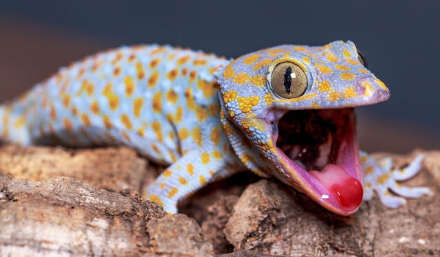 El gecko tokay, conocido por su apariencia distintiva y su fuerte llamado. Foto: Zoolo Exóticos El gecko tokay, conocido por su apariencia distintiva y su fuerte llamado. Foto: Zoolo Exóticos