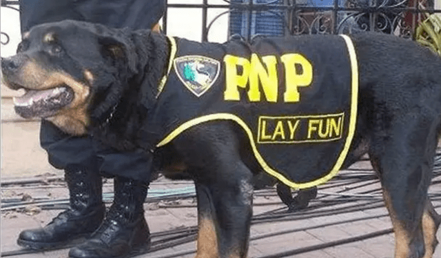 En 2014, Lay Fun falleció a los 13 años debido a un paro cardiaco. Foto: RPP En 2014, Lay Fun falleció a los 13 años debido a un paro cardiaco. Foto: RPP
