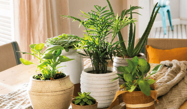 Investigaciones indican que esta práctica no solo reduce la ansiedad. Foto: El mueble Investigaciones indican que esta práctica no solo reduce la ansiedad. Foto: El mueble