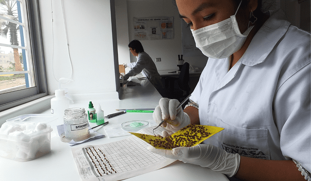 El país de Panamá ha visto aumentar sensiblemente los casos de la plaga, de 25 a más de 6500 en solo un año. Foto: SENASA El país de Panamá ha visto aumentar sensiblemente los casos de la plaga, de 25 a más de 6500 en solo un año. Foto: SENASA