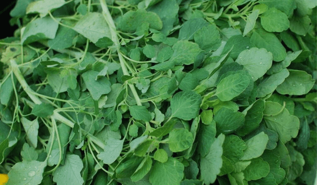 Una planta comestible originaria de México es un valioso ingrediente en la cocina tradicional. Foto: FreePik Una planta comestible originaria de México es un valioso ingrediente en la cocina tradicional. Foto: FreePik