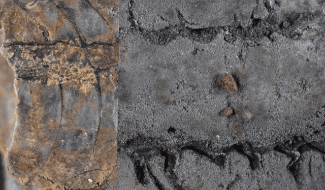 Detalles del cefalópodo encontrados en el valle del río Apurímac, Perú. Foto: Journal Paleontology Detalles del cefalópodo encontrados en el valle del río Apurímac, Perú. Foto: Journal Paleontology