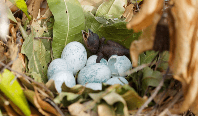 A pesar de su atractivo como mascotas, los loros no son animales que deban ser domesticados. Foto: FreePik A pesar de su atractivo como mascotas, los loros no son animales que deban ser domesticados. Foto: FreePik