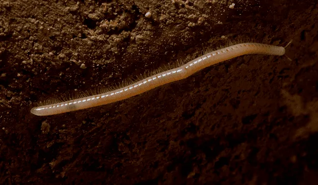  Los milpiés son unas de las criaturas más grandes halladas en la Cueva de Movile. Foto: Shutterstock   
