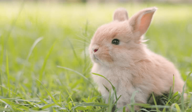  A medida que crecen los gazapos, la forma en la que van creciendo en su desarrollo puede considerarse un proceso que involucra la exploración de su hábitat y el aprendizaje de actitudes que le permiten sobrevivir. Foto: IStock   