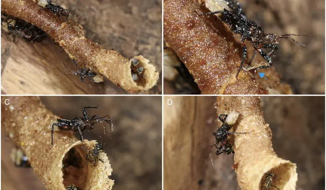 Proceso de depredación de la chinche asesina en un nido de abeja. Foto: PNAS Proceso de depredación de la chinche asesina en un nido de abeja. Foto: PNAS