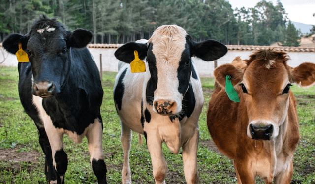 A pesar de la suspensión, el USDA ha manifestado su intención de colaborar con las autoridades mexicanas para abordar el problema del gusano barrenador. Foto: FreePik A pesar de la suspensión, el USDA ha manifestado su intención de colaborar con las autoridades mexicanas para abordar el problema del gusano barrenador. Foto: FreePik