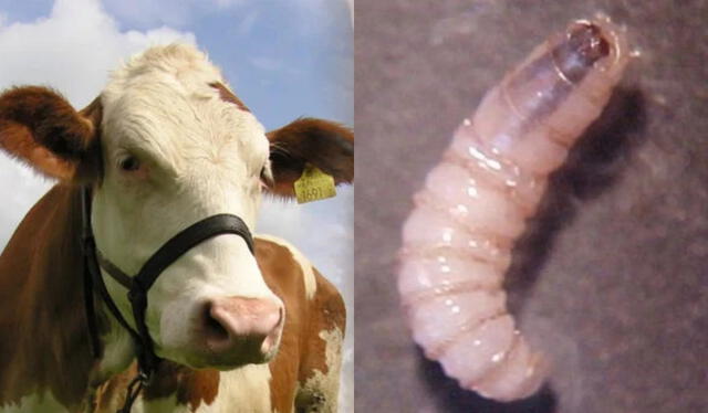 El gusano barrenador del ganado es una especie de díptero califórido. Foto: composición LR/Diario Presente/Gobierno de Mexico El gusano barrenador del ganado es una especie de díptero califórido. Foto: composición LR/Diario Presente/Gobierno de Mexico