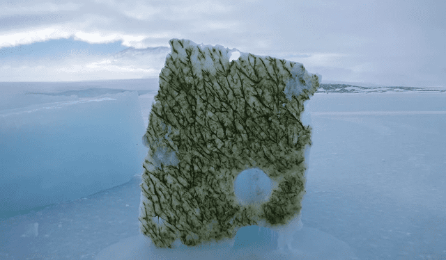 Parte inferior de un bloque de hielo recortado, cubierto de algas heladas, sobre el hielo marino del estrecho de McMurdo, Antártida. Foto: Lars Chresten Parte inferior de un bloque de hielo recortado, cubierto de algas heladas, sobre el hielo marino del estrecho de McMurdo, Antártida. Foto: Lars Chresten