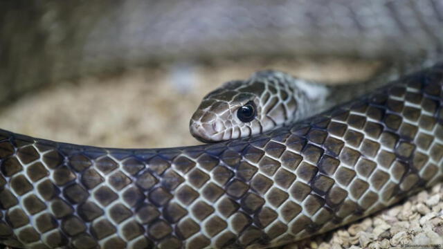 Tim Friede se ha dejado morder por muchas serpientes venenosas, entre ellas, la mamba negra (foto), la más venenosa del mundo. Foto: DepositPhotos Tim Friede se ha dejado morder por muchas serpientes venenosas, entre ellas, la mamba negra (foto), la más venenosa del mundo. Foto: DepositPhotos