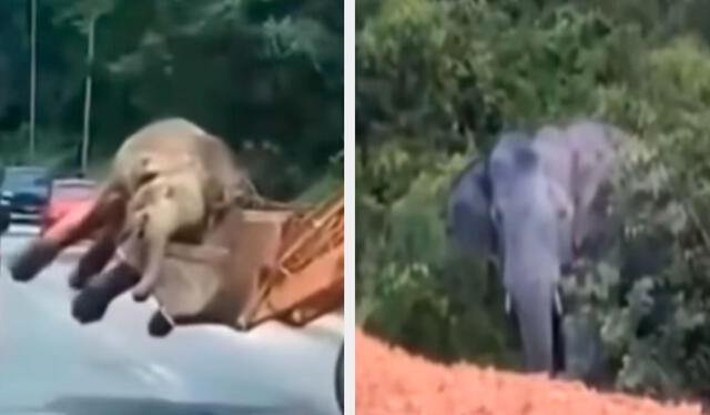 Una imagen muestra a la madre viendo como una grúa recoge a su pequeño y luego se retira del lugar. Foto: composición LR/ TikTok / @act2ality Una imagen muestra a la madre viendo como una grúa recoge a su pequeño y luego se retira del lugar. Foto: composición LR/ TikTok / @act2ality