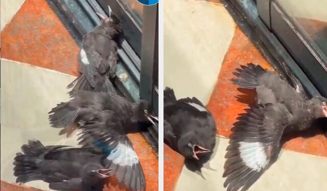  Usuarios en TikTok no podía creer la astucia de las aves para conseguir comida. Foto: composición LR/ TikTok/ @ejecentral   