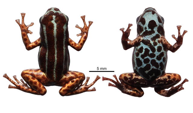 La nueva especie de rana amazónica con sus peculiares patas cobrizas. Foto: PlOs One La nueva especie de rana amazónica con sus peculiares patas cobrizas. Foto: PlOs One