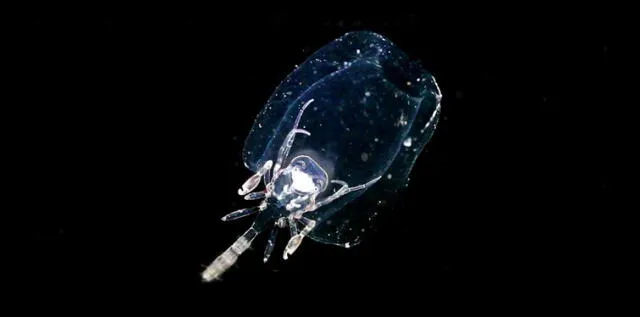 <em> Una phronima colonizando el cadáver de un ser gelatinoso. Foto: Plankton Chronicles.</em>   