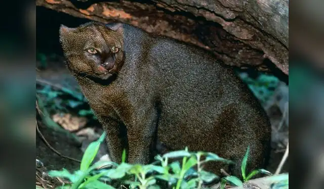  El jaguarundi es un felino silvestre de tamaño pequeño a mediano que habita en América, desde el norte de México hasta el centro y sur de Sudamérica, incluyendo el Perú. Foto: Texas Monthly   