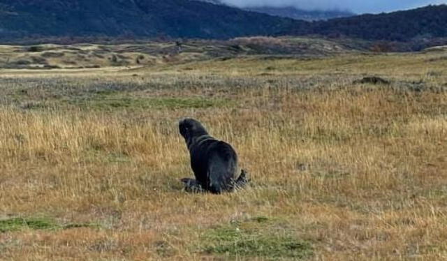 El hallazgo del lobo marino en la Patagonia chilena fue uno de los descubrimientos más sorprendentes que hasta la fecha deja sin explicación alguna a los científicos. Foto: Bio Bio Chile El hallazgo del lobo marino en la Patagonia chilena fue uno de los descubrimientos más sorprendentes que hasta la fecha deja sin explicación alguna a los científicos. Foto: Bio Bio Chile