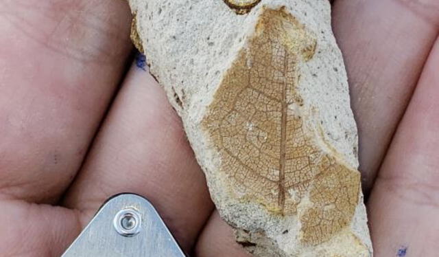 Descubrimiento de fósiles revela un pasado verde en el desierto de Sacaco. Foto: Andina.   