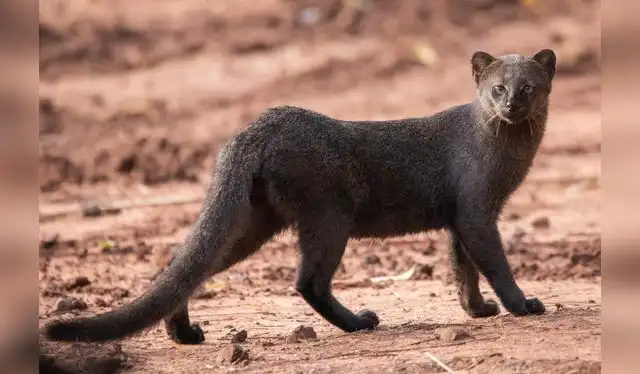  Su reciente aparición en los Estados Unidos ha despertado la curiosidad de muchos. Foto: iNaturalist Ecuador   