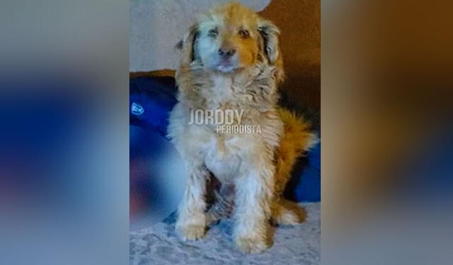 El perrito estaba sentado muy atento para cuidar a su propietario, pese al intenso frío en Cusco. Foto: composición LR/ TikTok/ @jordyynoticias El perrito estaba sentado muy atento para cuidar a su propietario, pese al intenso frío en Cusco. Foto: composición LR/ TikTok/ @jordyynoticias
