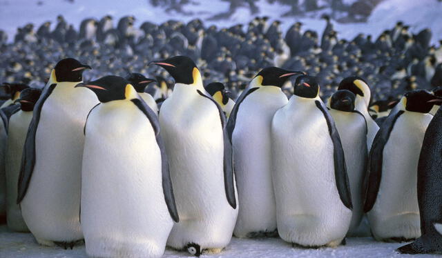  La reducción del hielo marino altera sus rutinas de anidación y alimentación de los pinguinos. Foto: IStock