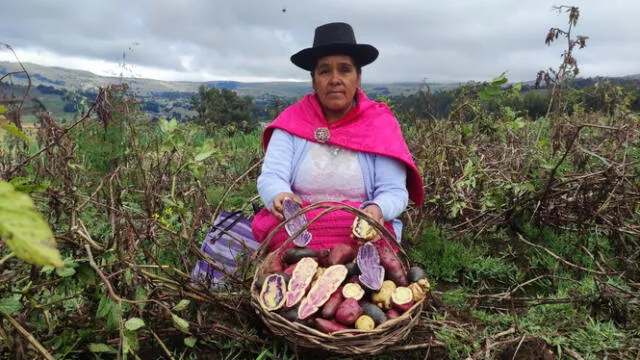 <em>Tiyapuy promueve productos saludables elaborados con papas nativas cultivadas en tierras andinas, respetando tradiciones ancestrales.</em>   