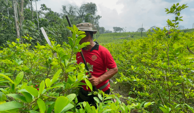 Comunidades de Kakataibo | Guardias Indígenas | Pueblos Indígenas en Aislamiento Voluntario | PIAV | Comisión Nacional para el Desarrollo y Vida sin Droga | Devida | Fenacoka | Federación Nativa de Comunidades Kakataibo | Organización Regional AIDESEP Ucayali | ORAU | Asociación Interétnica de Desarrollo de la Selva Peruana Comunidades de Kakataibo | Guardias Indígenas | Pueblos Indígenas en Aislamiento Voluntario | PIAV | Comisión Nacional para el Desarrollo y Vida sin Droga | Devida | Fenacoka | Federación Nativa de Comunidades Kakataibo | Organización Regional AIDESEP Ucayali | ORAU | Asociación Interétnica de Desarrollo de la Selva Peruana