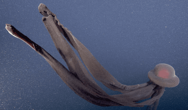 La medusa tiene un cuerpo largo e imponente. Foto: MBARI