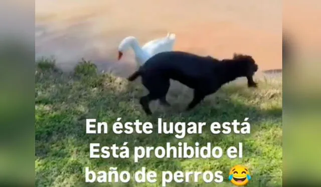  El ganso no paró en su propósito de sacar al perrito de su laguna y lo dejó en la orilla. Foto: composición LR/ TikTok/ @doblaje.quillero   