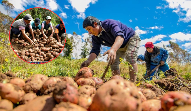 La papa registra un valor bruto de producción que alcanza más de S/8 millones. La papa registra un valor bruto de producción que alcanza más de S/8 millones.