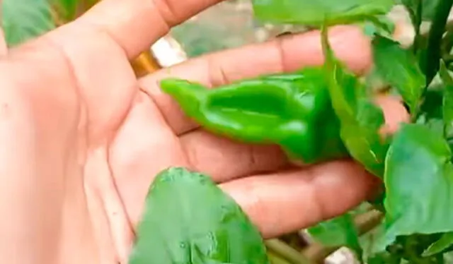  Usuarios en TikTok no tardaron en dejar sus comentarios. Foto: TikTok / @gleidymardelgadoj    