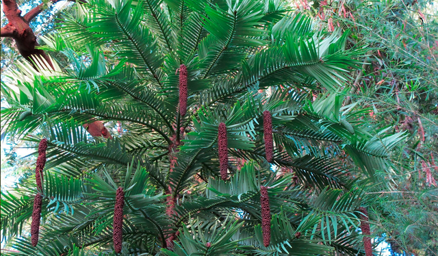 El pino de Wollemi fue redescubierto en un cañón al oeste de Sidney, en Australia. Foto: Earth.com El pino de Wollemi fue redescubierto en un cañón al oeste de Sidney, en Australia. Foto: Earth.com