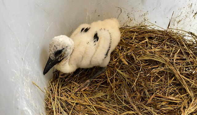  El proyecto logró un récord de eclosión de polluelos de cigüeña. Foto: Knepp Wildlife Foundation   