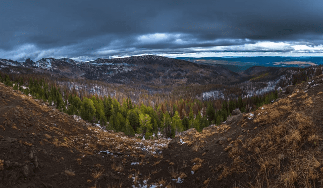  Vista panorámica del Bosque Nacional de Malheur, hogar del hongo de la miel. Foto: Envato   