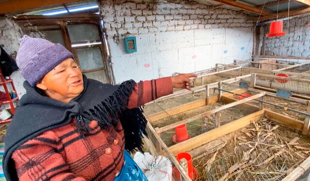 La pareja de avanzada edad quedó desamparada ya que la venta de cuyes era su único sustento. Foto: Facebook/ Noticia con calle La pareja de avanzada edad quedó desamparada ya que la venta de cuyes era su único sustento. Foto: Facebook/ Noticia con calle