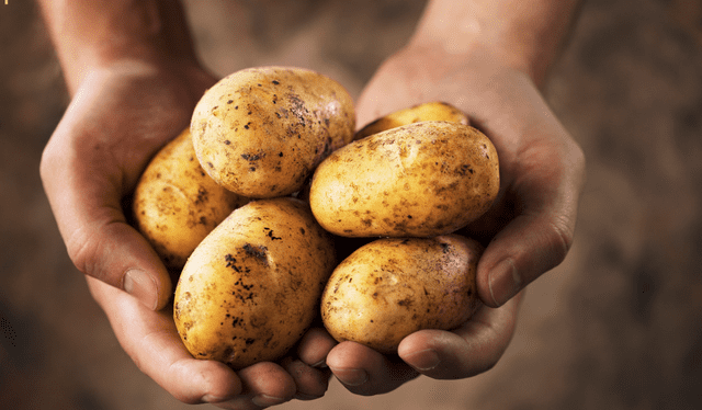 La diversidad genética de la papa se divide en cultivadas y silvestres. Foto: Composición LR<br><br> La diversidad genética de la papa se divide en cultivadas y silvestres. Foto: Composición LR<br><br>