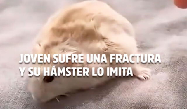 A pesar de su tamaño diminuto, los hámsteres poseen habilidades cognitivas sorprendentes que les permiten adaptarse a su entorno y relacionarse con los seres humanos. Foto: TikTok/ @unitel.bo A pesar de su tamaño diminuto, los hámsteres poseen habilidades cognitivas sorprendentes que les permiten adaptarse a su entorno y relacionarse con los seres humanos. Foto: TikTok/ @unitel.bo