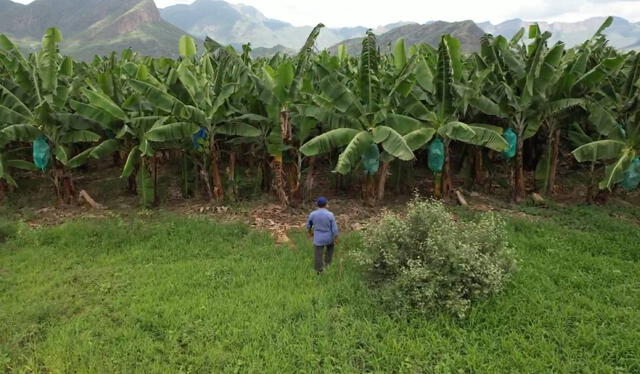  <em>Producción de Banano: La tierra florece en Valle Viejo gracias al acceso al agua del Proyecto Olmos.</em>    