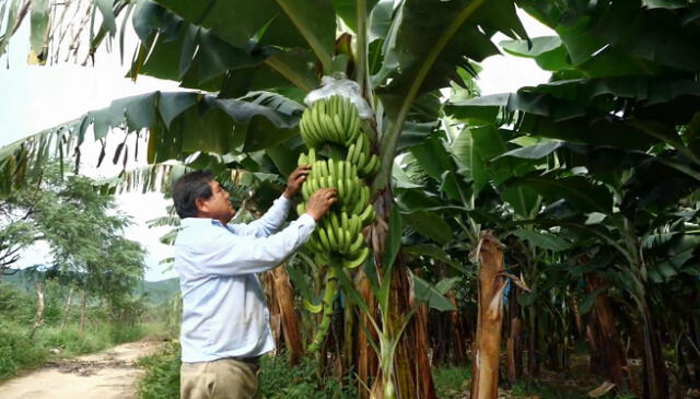  <em>El banano es el símbolo del esfuerzo colectivo de los agricultores de Valle Viejo.</em>    