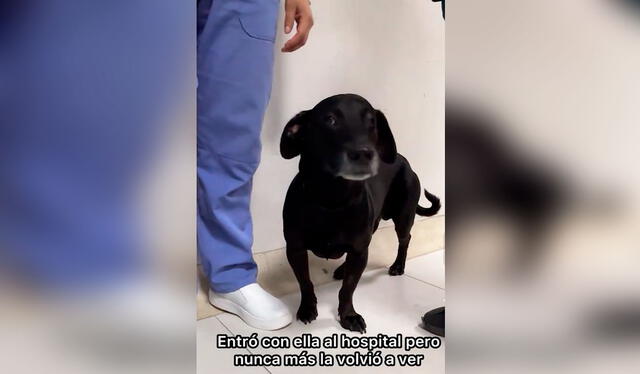 La mascota espera que alguien de buen corazón se convierta en su nueva familia. Foto: composición LR/ TikTok/ @goodfloro La mascota espera que alguien de buen corazón se convierta en su nueva familia. Foto: composición LR/ TikTok/ @goodfloro