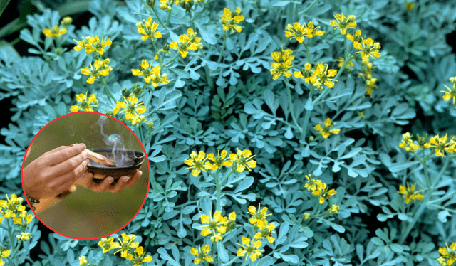  La ruda sirve para limpiar el hogar. Foto: Composición LR<br><br>    