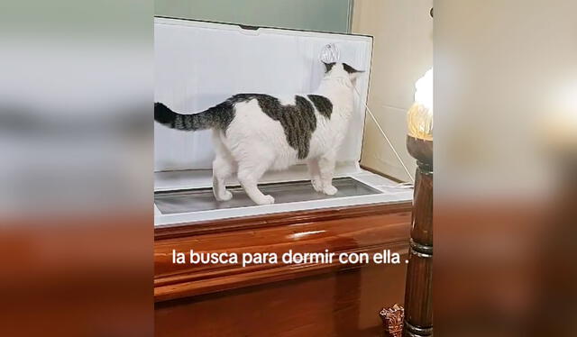 El gatito intentó romper las sogas que sujetaba la tapa del féretro para ingresar a acariciar a su dueña fallecida. Foto: composición LR/ TikTok / @javierzambrano2643 El gatito intentó romper las sogas que sujetaba la tapa del féretro para ingresar a acariciar a su dueña fallecida. Foto: composición LR/ TikTok / @javierzambrano2643