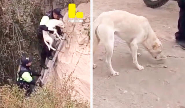 El perrito estaba muy sediento. No se sabe cuánto tiempo estuvo en lo alto del cerro. Foto: composición LR/ TikTok / @latinanoticias El perrito estaba muy sediento. No se sabe cuánto tiempo estuvo en lo alto del cerro. Foto: composición LR/ TikTok / @latinanoticias