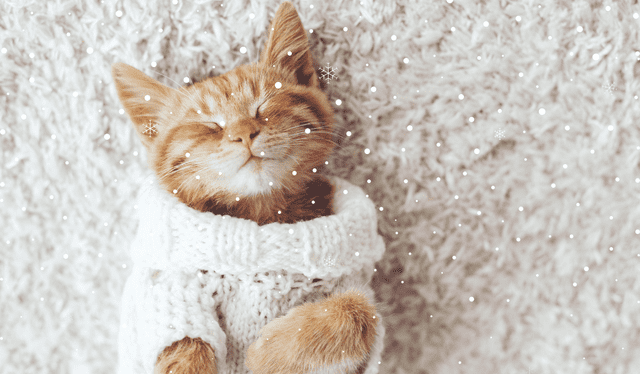  Es importante crearles un refugio para contra el frío. Foto: Composición LR   