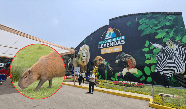  Los 50 niños que lleguen primero disfrazados de capibara entrarán gratis. Foto: Composición LR/ Archivo GLR<br><br>    