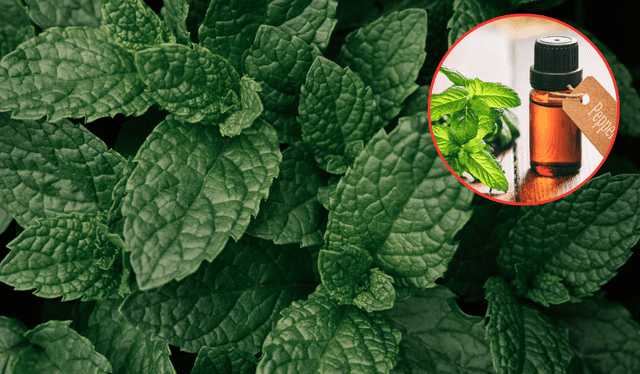  La hierbabuena es usada en múltiples productos gracias a su variedad de beneficios. Composición LR<br>   