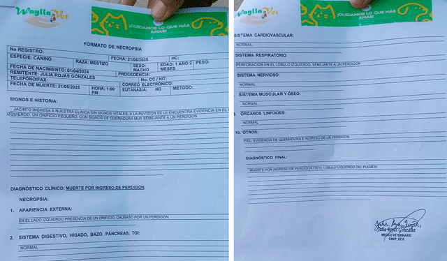 La necropsia revela que Jacinto recibió un impacto de un perdigón a la altura de su pecho. Créditos: Cortesía La necropsia revela que Jacinto recibió un impacto de un perdigón a la altura de su pecho. Créditos: Cortesía