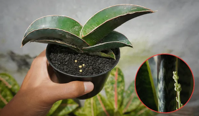 Si tu sansevieria florece significa crecimiento personal. Foto: Composición LR<br><br> Si tu sansevieria florece significa crecimiento personal. Foto: Composición LR<br><br>