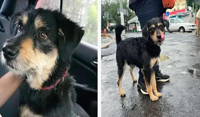 Rescatistas de Perritos y Gatitos en Apuros CDMX estarán atentos para garantizar los cuidados óptimos de Blacky. Foto: composición LR/ X Rescatistas de Perritos y Gatitos en Apuros CDMX estarán atentos para garantizar los cuidados óptimos de Blacky. Foto: composición LR/ X